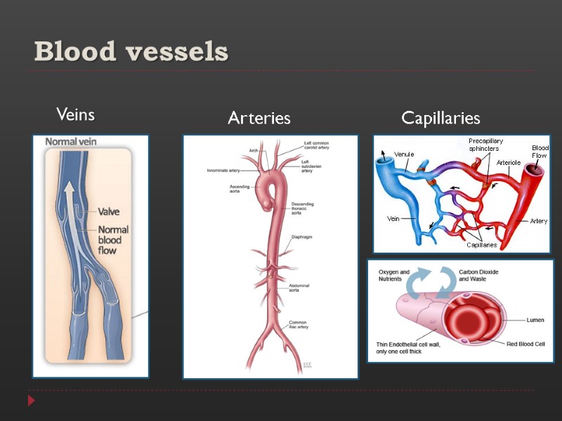 Blood vessels Veins Arteries Capillaries